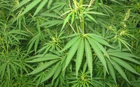 Nhật Bản bắt ba người Việt trồng cần sa