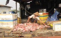 Nước bẩn “giết” làng cá bè