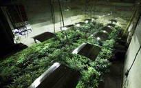 Những giấc mơ cần sa