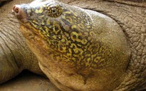Chuyện chưa biết về rùa khổng lồ ở Sơn Tây