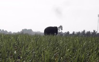 Đồng Nai di dời hơn 1.300 hộ dân để bảo vệ voi