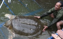 “Cụ” rùa Hồ Gươm là loài mới