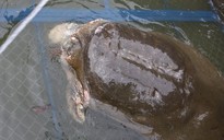 Rùa Hồ Gươm là "cụ bà"