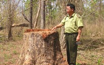 Rừng bị tấn công trong ngày... truy quét lâm tặc!