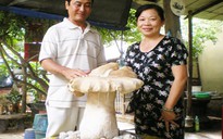Bình Dương: Xuất hiện cây nấm khổng lồ