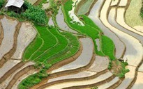 Sapa vào mùa cấy