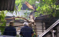 Cây xanh liên tục đổ