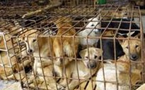 Theo dấu những kẻ săn bắt… chó