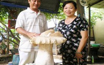 Nhân giống thành công loài nấm khổng lồ tại Bình Dương