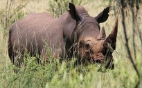 193 con tê giác bị giết ở Nam Phi