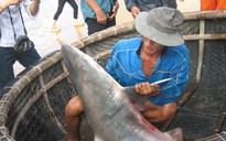 Bắt được cá mập ở biển Quy Nhơn