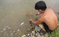 Cá chết hàng loạt trên sông Bồng Miêu do Cyanua?