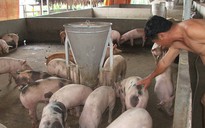 Sử dụng chất tạo nạc, màu cho heo, gà: Tác hại vô lường