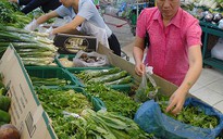 Rau mùi làm thuốc