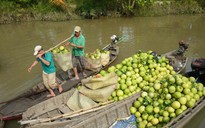 Trái cây “bí” đầu ra