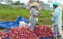 Trái cây "bí" đầu ra: Giải bài toán xuất khẩu