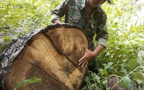 Mỗi năm mất 31.000 ha rừng