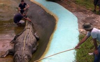 Philippines tuyên bố bắt được cá sấu lớn nhất thế giới