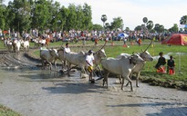 Gay cấn đua bò bảy núi An Giang