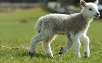 Cừu 5 chân vừa chào đời ở Anh