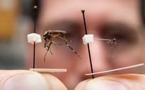 Muỗi khổng lồ, chích đau như dao đâm xuất hiện ở Mỹ