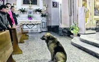 Chú chó vẫn đều đặn đi lễ nhà thờ sau khi cô chủ mất