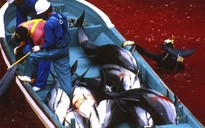 Thảm sát đẫm máu cá heo ở Nhật