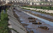 Hơn 80 thi thể nổi trên sông ở Aleppo