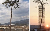 Cận cảnh tượng đài cây thông bất tử Nhật Bản