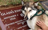 Cảm động chú "chó sói" thổn thức bên mộ bà ngoại chủ nhân