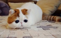 Mèo “mặt buồn” gây sốt khắp thế giới