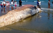 Phát hiện xác "cá ông" nặng hàng chục tấn dạt vào bờ