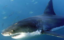 Cá mập liên tiếp tấn công người ở Úc