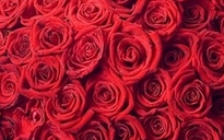 Tặng vợ 1 triệu bông hồng ngày 8-3