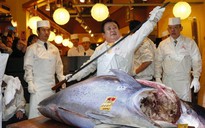 Cá ngừ vây xanh giá kỉ lục 36 tỉ đồng