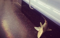 Cá mập trên tàu điện ngầm New York