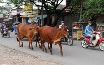 Đàn bò dạo phố