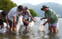 Đầm Nha Phu đang suy kiệt