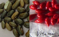 Tạm đình chỉ y tá cho trẻ uống vitamin A bằng hạt đậu giống