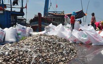 Ngư dân Lý Sơn: Trúng đậm cá nục
