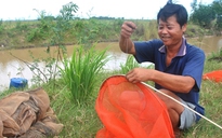 Nông dân đón lũ