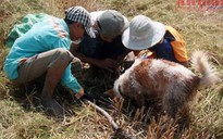 Bắt chuột đồng mùa lúa chín