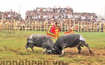 Nghề “săn trâu chọi”