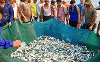 Sáng nay, ngư dân Đà Nẵng trúng cá lớn