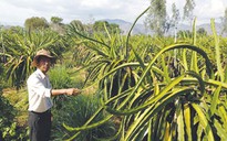 Người Đài Loan thuê đất trồng thanh long ở Bình Thuận