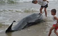 Quảng Bình: Cá voi lụy bờ