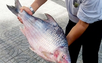 Bắt được cá mè vinh nặng 10 kg