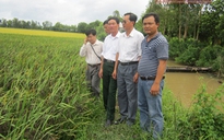 Gặp nông dân trồng lúa “thảo dược”