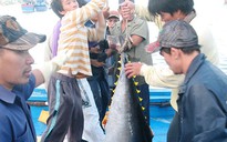 Ngư dân khổ vì cá ngừ đại dương rớt giá
