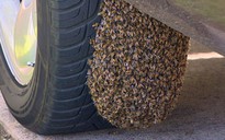 Bị 8.000 con ong "giam lỏng"